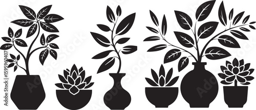 houseplants and potted succulents in various pot shapes.