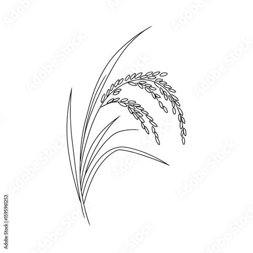 Hand drawn sketch of a rice plant ear with grains