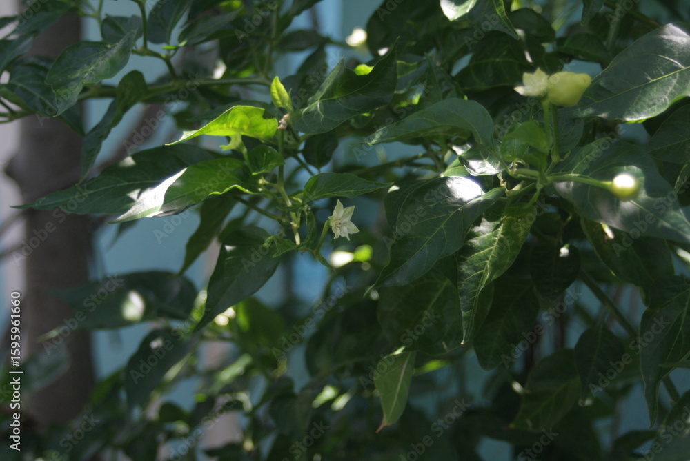 Fototapeta premium Blooming Gardenia Bush with Delicate White Flowers