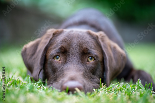 An eight month old Labrador Retriever puppy lying in the grass