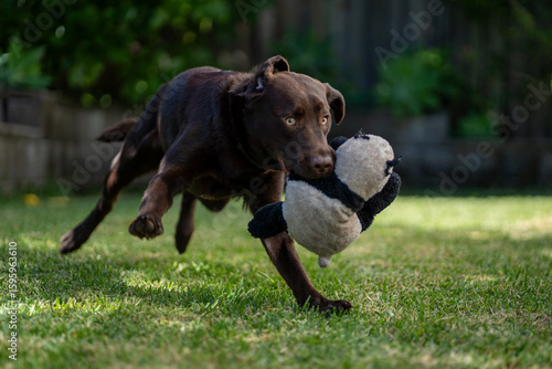 An eight month old Labrador Retriever puppy playing in a green environment