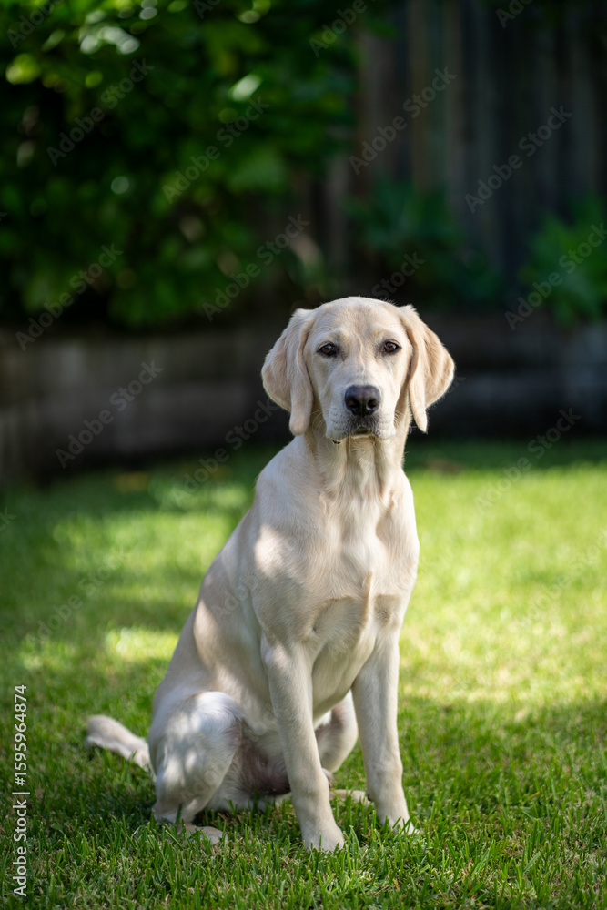 A ten month old Labrador Retriever puppy in a green environment A ten month old Labrador Retriever puppy in a green environment