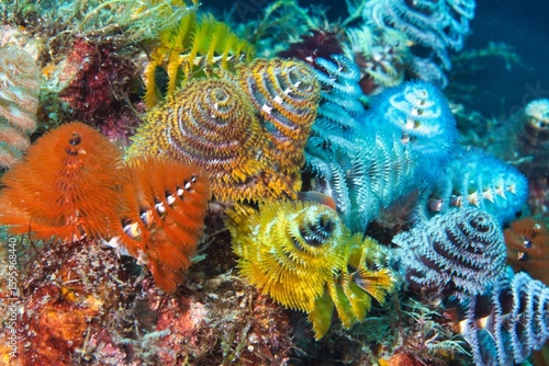 Christmas Tree Worm in the Suruga Bay, Shizuoka, Japan