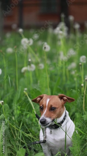Jack russell terrier dog enjoy eating green gras having fun at park. 