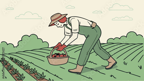 Farmer Harvesting Red Fruits in a Rolling Field.