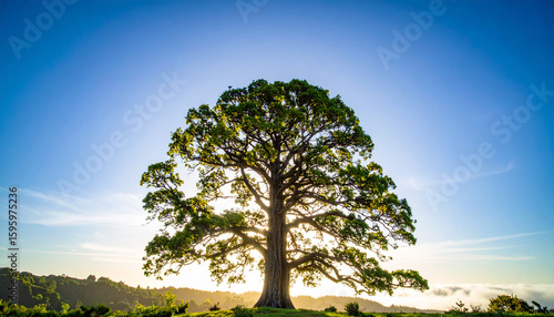 A large tree standing in an open field with the sun shining directly from behind its trunk, giving a warm and bright impression.