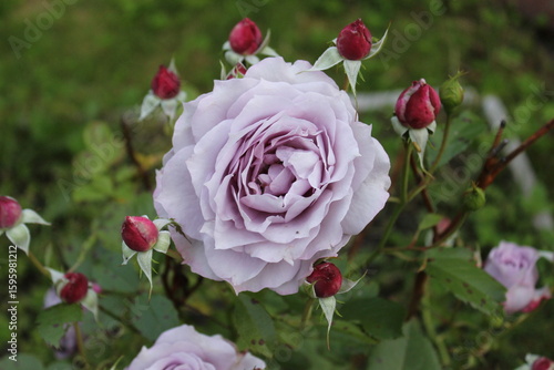 Big beautiful rose and small buds around. Russia.