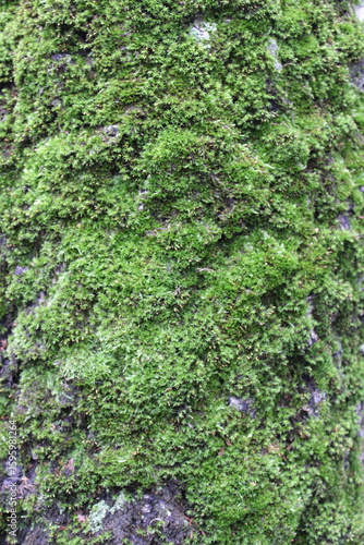 Green moss on the north side of a tree trunk. Russia.