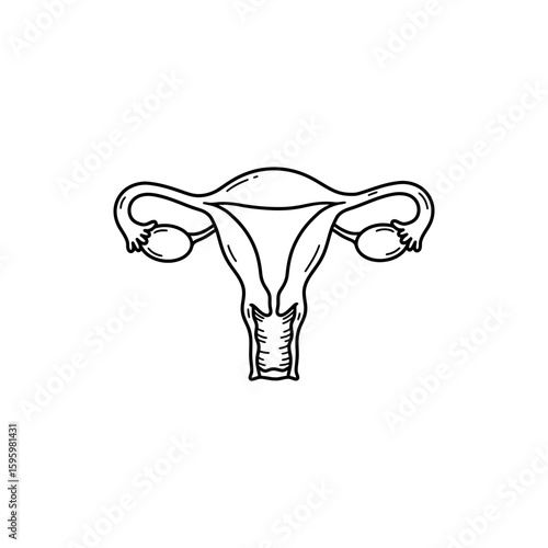 Uterus with Fallopian Tubes and Ovaries for Female Reproductive Anatomy