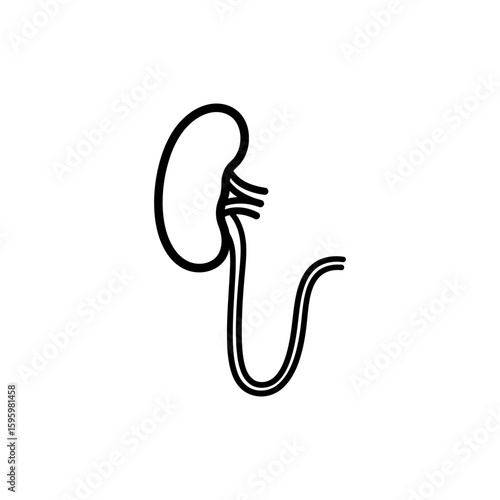 Ureter Tube from Kidney for Urinary System Anatomy