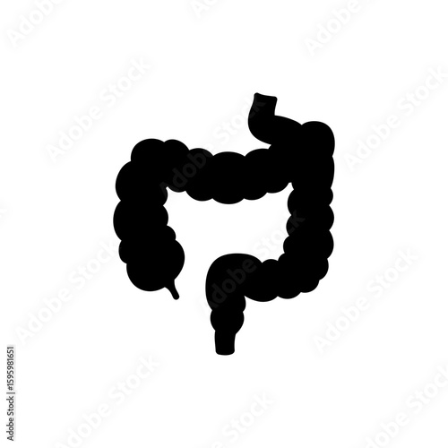 Small Intestine Coiled Tube, Digestive Organ Anatomy, Human Body