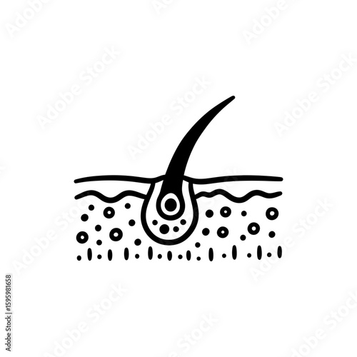Sebaceous Gland Attached to Hair Follicle in Human Skin