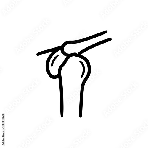 Shoulder Joint with Scapula in Human Skeletal System Anatomy