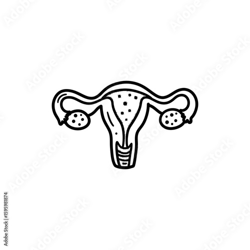 Ovaries Almond Shape with Follicles for Female Reproductive Health
