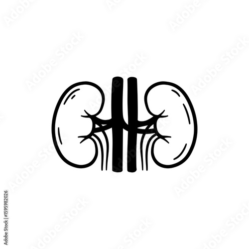 Pair of Kidneys with Renal Arteries Detailed Human Anatomy