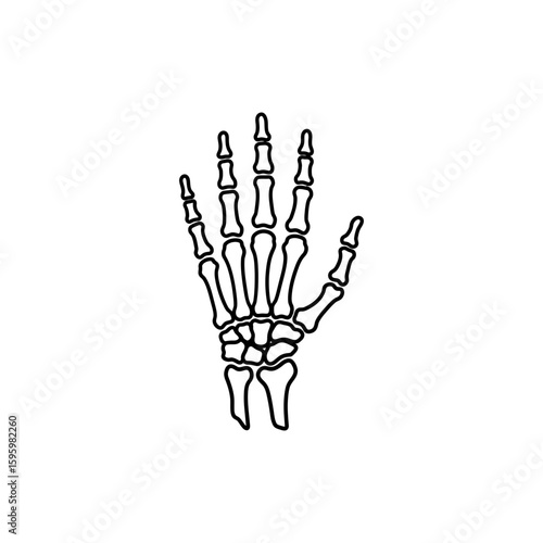 Hand Bones Structure with Open Palm View for Anatomy Illustration
