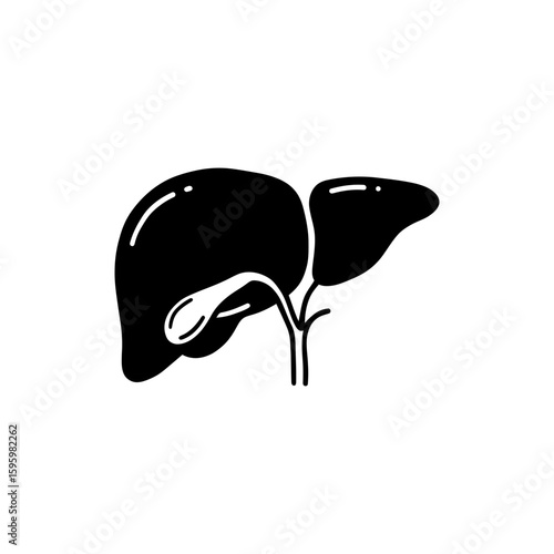 Gallbladder Under Liver with Duct for Digestive Anatomy