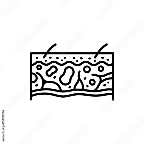 Epidermis Outer Skin Layer Detailed Illustration