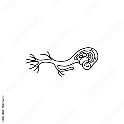 Auditory Nerve Anatomy from Cochlea to Brain