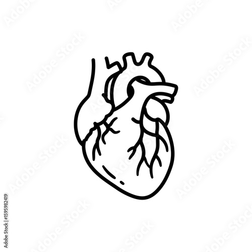 Atrium Top Heart Chamber in Human Cardiovascular System