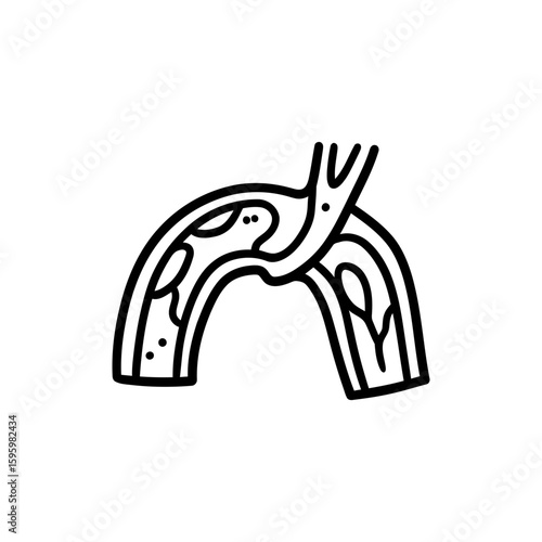 Aorta Large Artery Arc Detailed Human Anatomy Illustration