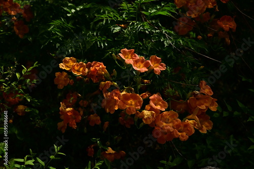 Trumpet Creeper (Campsis grandiflora) in Bloom at Dusk