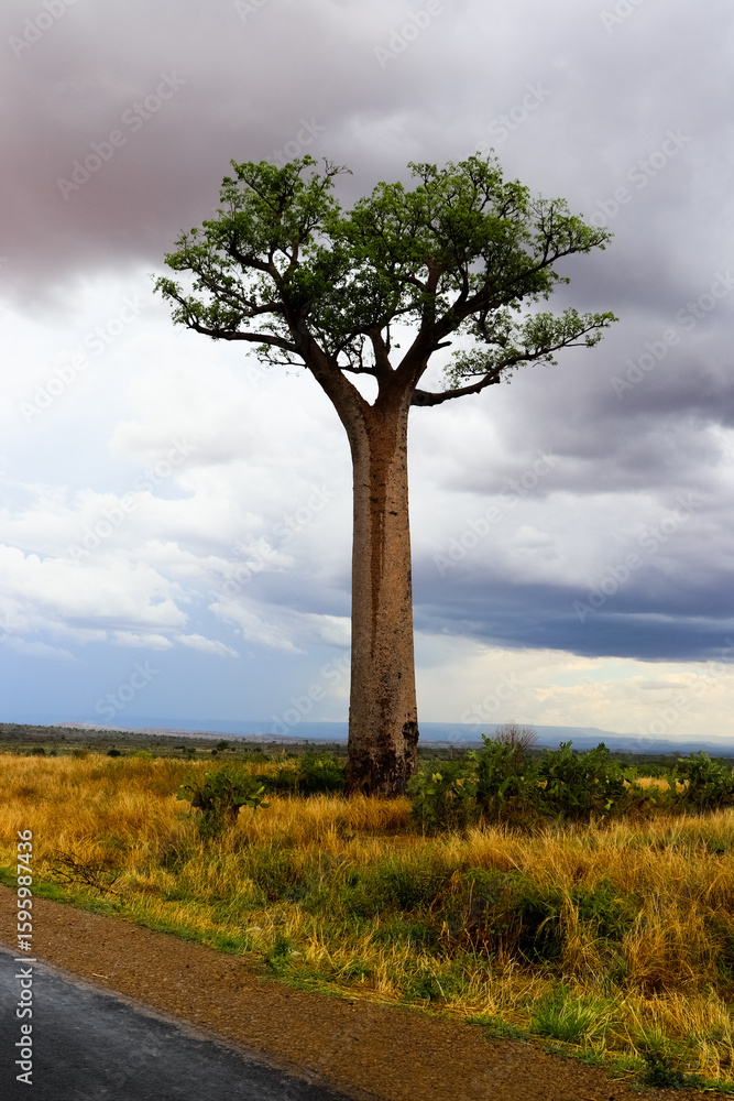 Fototapeta premium Baobab solitaire sous un ciel orageux à Madagascar