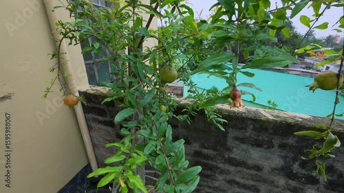 Pomegranate Tree with Developing Fruit on a Rooftop Garden in Bangladesh
