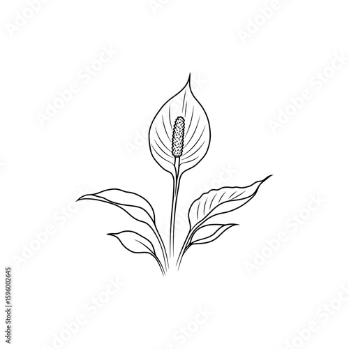 Minimalist Line Art of Flowering Peace Lily Plant