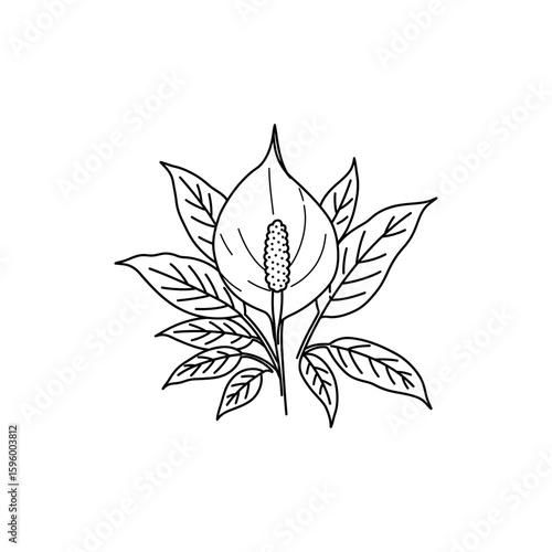 Thin line art of peace lily plant top view in minimal style