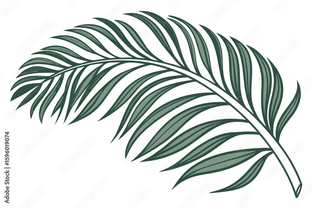 Fototapeta premium natural-palm-tree-leaf-isolated-on-white-backgroun