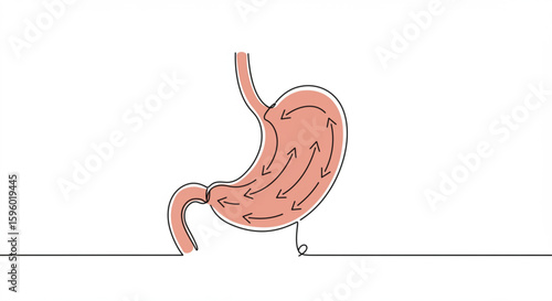 Stomach outline diagram with digestive flow arrows in minimalist style  