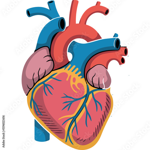 Clean and modern vector  heart anatomy illustration for medical education and cardiology resources with anatomical details shown well