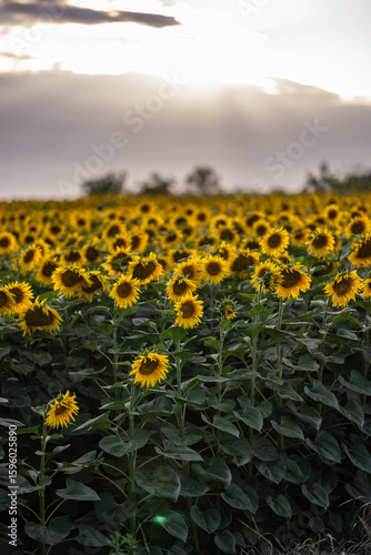 Blooming sunflower fields at heyday