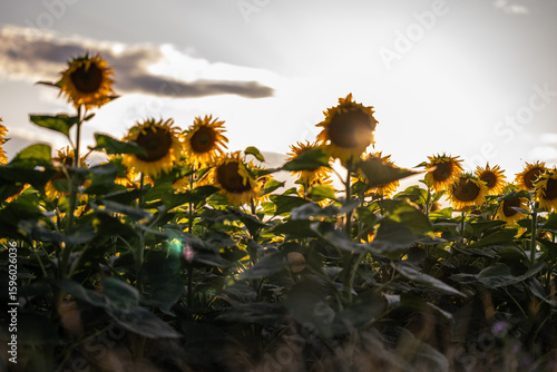 Blooming sunflower fields at heyday