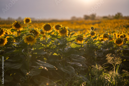 Blooming sunflower fields at heyday