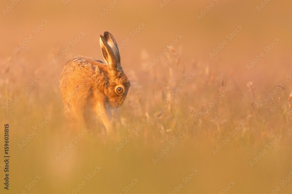 Naklejka premium Brown Hare in Golden Hour Field