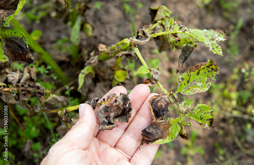 Woman hand showing damaged potato leaves. Phytophthora infestans
Late blight of potato. A dangerous disease is destroying the potato crop in summer.