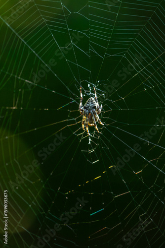 Spider on its web in the forest