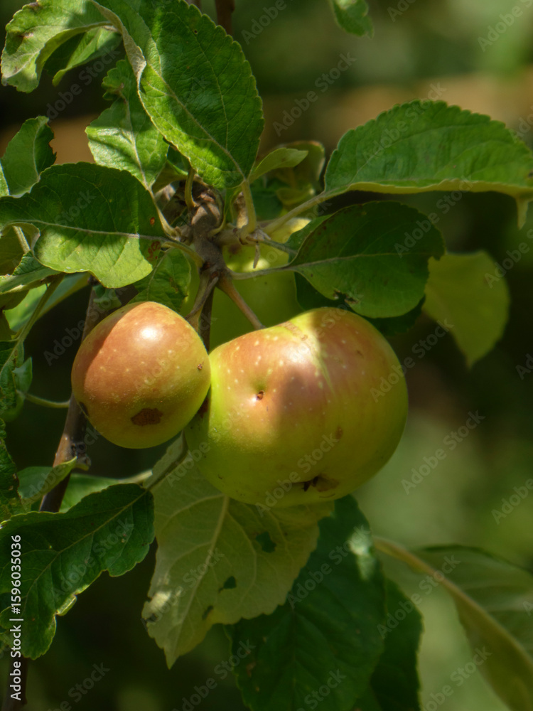 Young Green Apples with Red Blushes Growing on a Tree Branch Young Green Apples with Red Blushes Growing on a Tree Branch