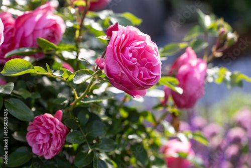 A shrub with red roses in sunlight blooming in a garden
