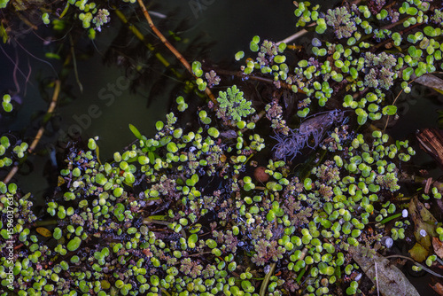 Tiny water flowers in the stream of a river