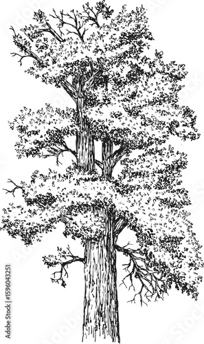 Hand drawn tall big tree in sketch style. Monochrome vintage artistic design, vector illustration.