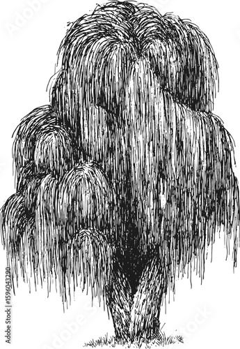 Vector hand drawn willow in sketch style. Monochrome tall big tree. Vintage artistic design art illustration.
