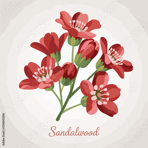 Delicate red sandalwood flowers with green buds on textured background