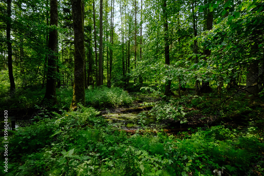 Obraz premium Late springtime deciduous forest by Perebel River