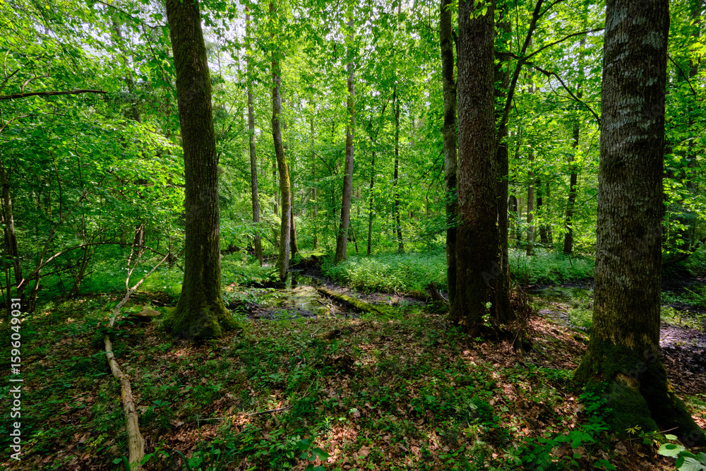 Obraz premium Late springtime deciduous forest by Perebel River