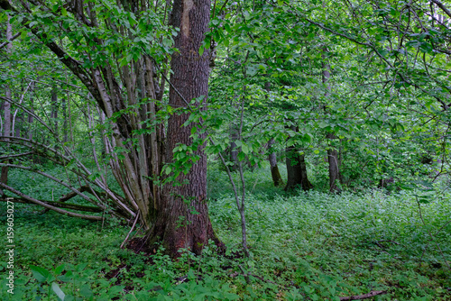 Late springtime deciduous forest with fresh green rich trees around