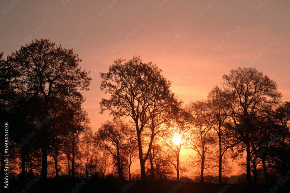 Fototapeta premium Warm sunset casting golden light behind silhouetted trees