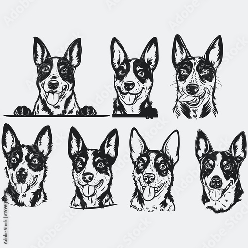 Australian Cattle Dog svg, Dog svg files for Cricut, Peeking face clipart, Vector